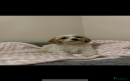 Cavachon dogs for sale: Cavachon Puppies  - Advert 17