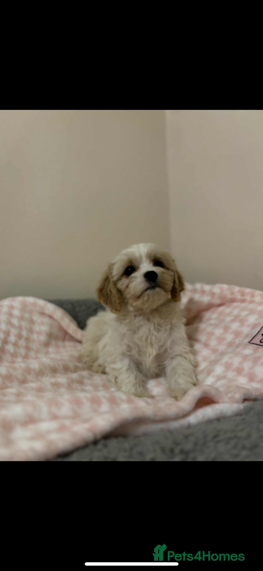 Cavachon dogs for sale: Cavachon Puppies  - Advert 17