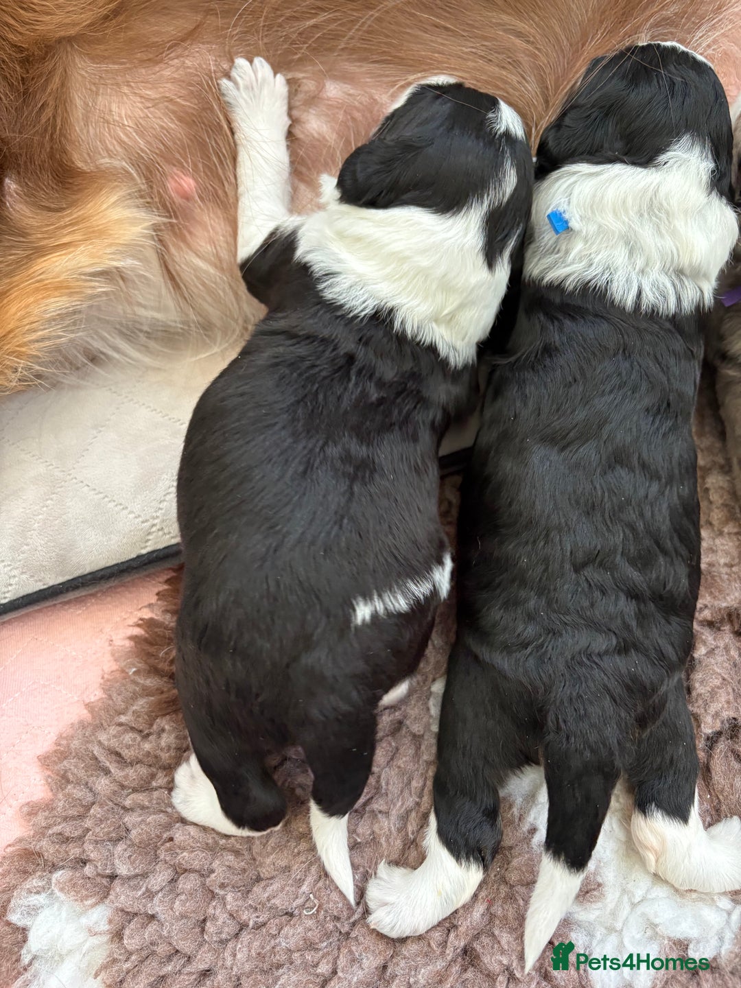 Bordoodle dogs for sale: Bordoodle Pups - Image 23