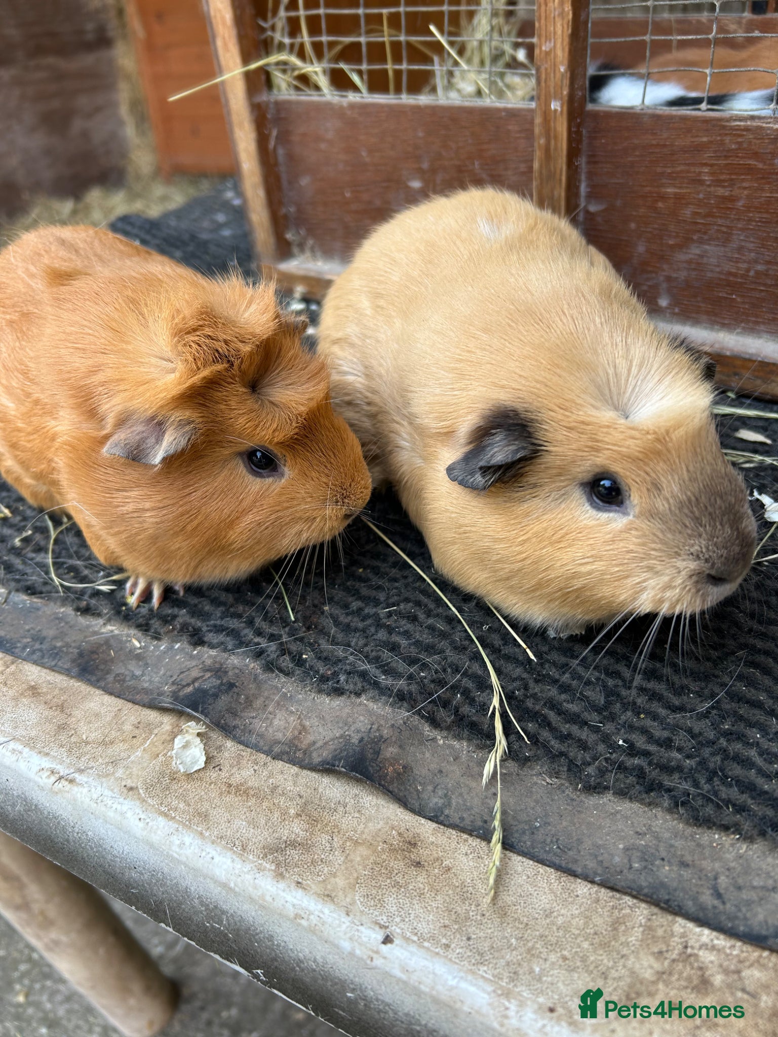 Guinea Pig rodents Guinea pigs sows - Advert 11