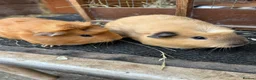 Guinea Pig rodents for sale: Guinea pigs sows - Advert 1