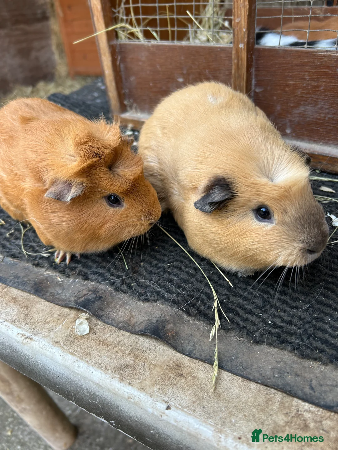 Guinea Pig rodents for sale: Guinea pigs sows - Advert 1