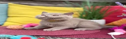 British Shorthair cats for sale: British Shorthairs**READY NOW** - Advert 9