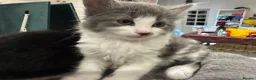 British Shorthair cats for sale: Adorable bland and grey kittens in Glasgow - Advert 14