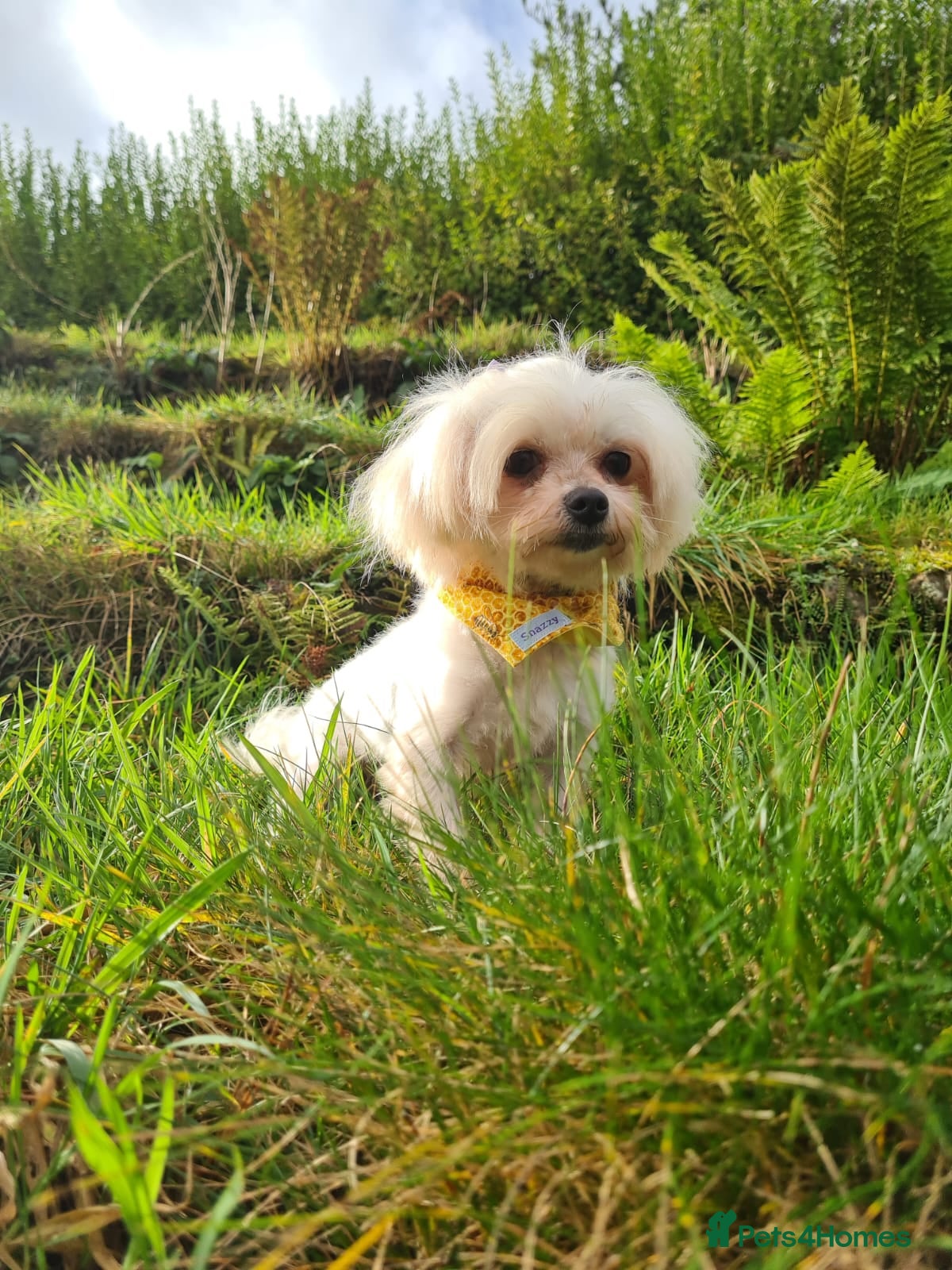 Maltese dogs Tiny Korean Maltese, champion linage kc registered in Porth - Advert 1