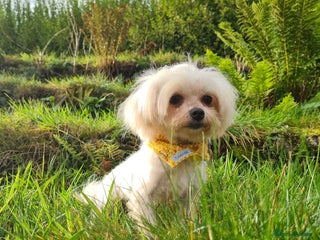 Maltese dogs Tiny Korean Maltese, champion linage kc registered in Porth - Advert 1