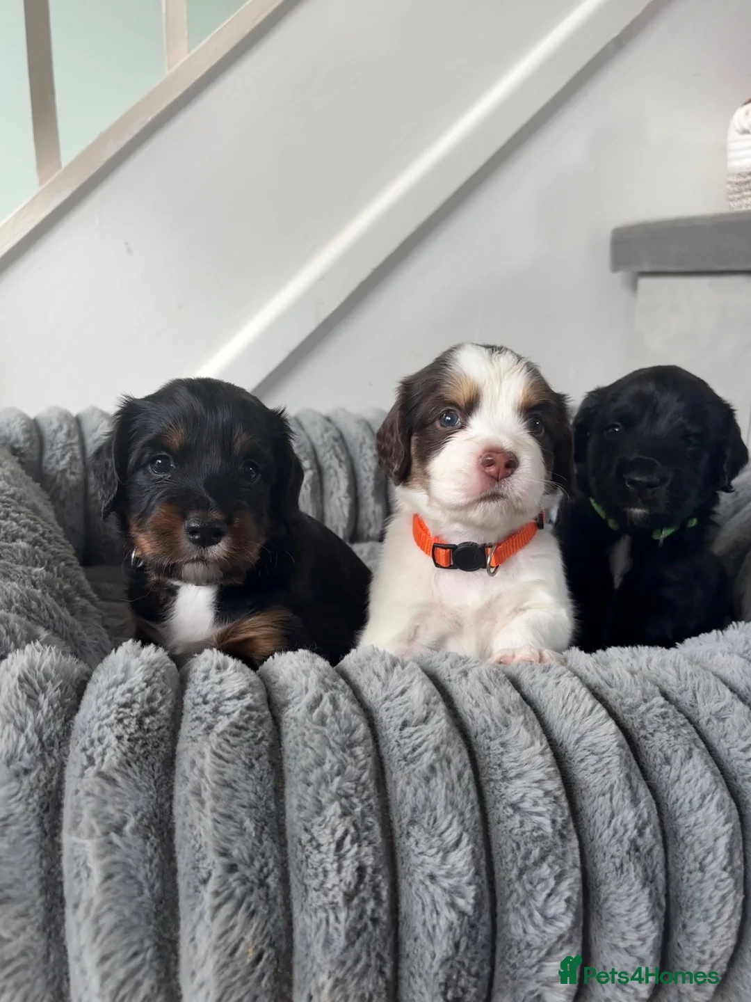 Sprocker dogs for sale: Sprocker puppies  - Advert 2