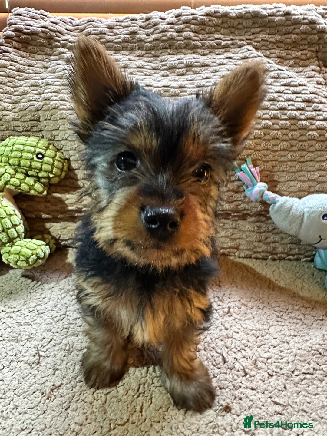 Australian Silky Terrier dogs for sale: KCRegistered Australian Silky Terrier Puppies - Advert 2