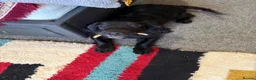 Sprocker dogs for sale: Male sprocker  - Advert 5