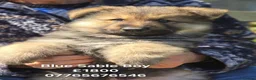 German Shepherd dogs for sale: German Shepherd Puppies Homebred Ready To View Now - Advert 4