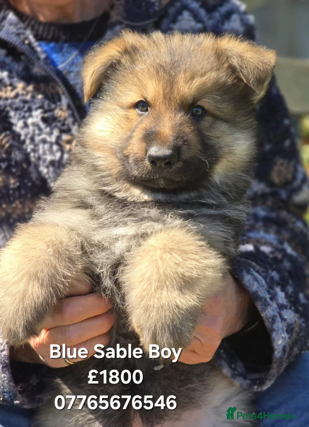 German Shepherd dogs for sale: German Shepherd Puppies Homebred Ready To View Now - Advert 2