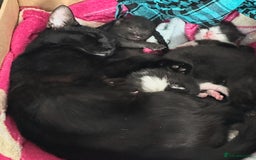 Mixed Breed cats for sale: Gorgeous kittens, 1 male, 1 female - Advert 11