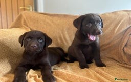 Labrador Retriever dogs for sale: Chocolate Labrador puppies  - Advert 24