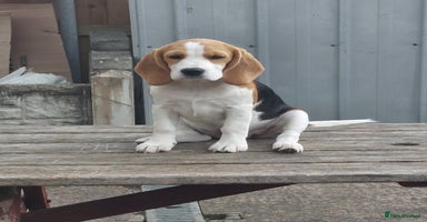 Beagle dogs - Advert 5