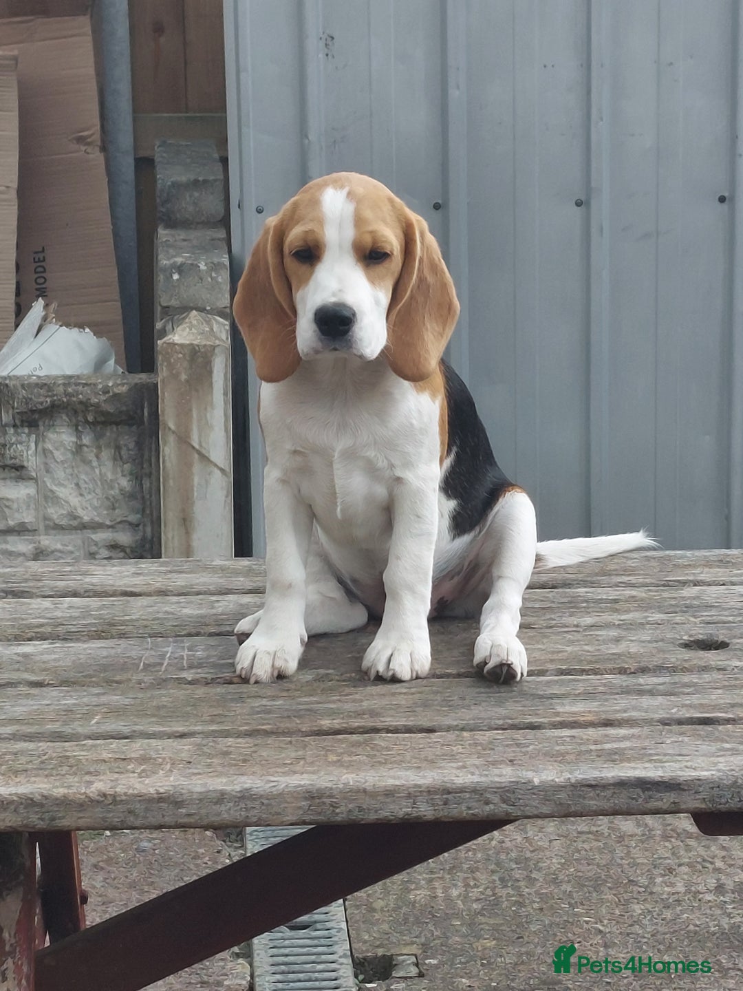 Beagle dogs for sale: Lovely kc registered girl  - Image 2