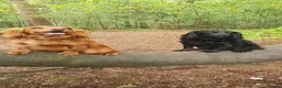 Cocker Spaniel dogs for sale: Beautiful Red Working Cocker Spaniel Puppies - Advert 13