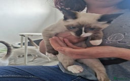 Snowshoe cats for sale: Pedigree snowshoes ready now only two left - Image 16