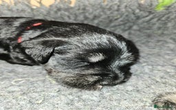 Miniature Schnauzer dogs for sale: Miniature schnauzer's due, KC, Mac, low COI - Image 31