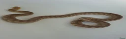 Python Snake reptiles for sale: Woma Pythons Male and Female in London - Advert 2
