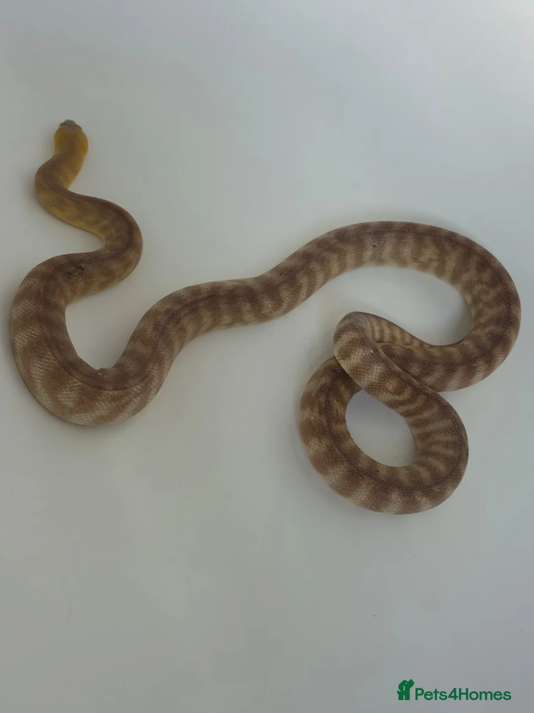Python Snake reptiles for sale: Woma Pythons Male and Female in London - Advert 2