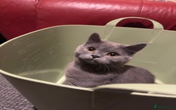 British Shorthair cats for sale: Gorgeous British Shorthair Kittens Chunky, Loving  - Image 32