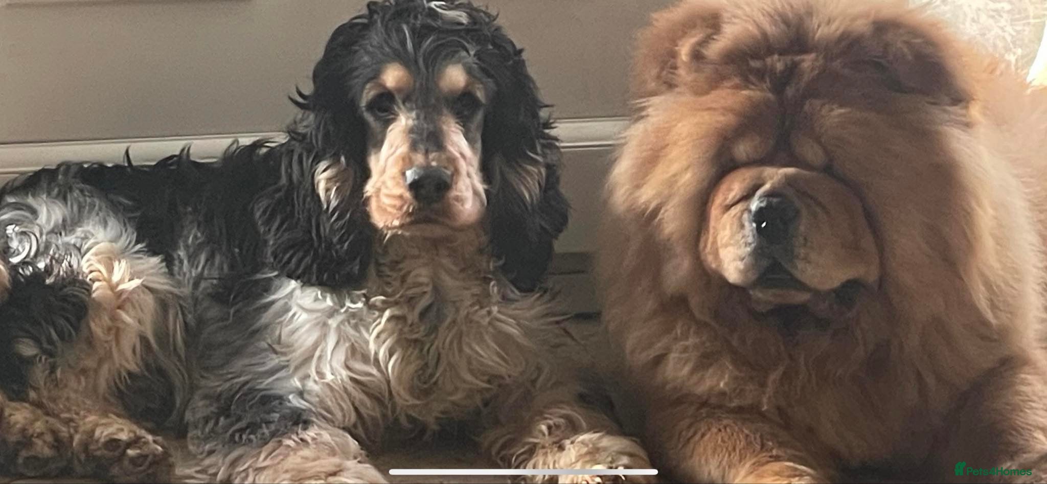 Cocker Spaniel dogs Blue roan and tan stud  in Doncaster - Advert 11