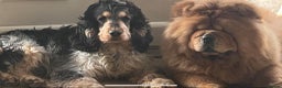 Cocker Spaniel dogs for stud: Blue roan and tan stud  in Doncaster - Advert 1