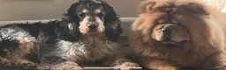 Cocker Spaniel dogs for stud: Blue roan and tan stud  in Doncaster - Advert 1