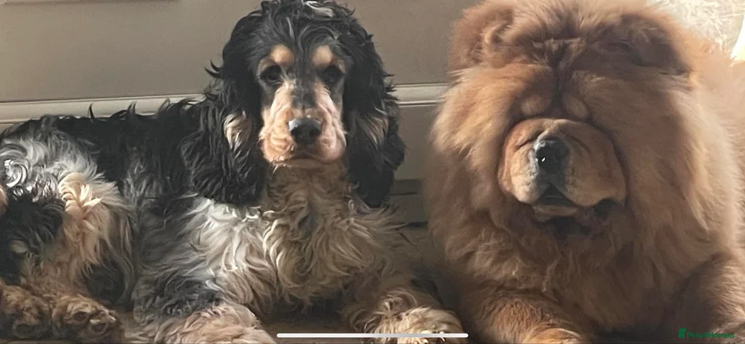 Cocker Spaniel dogs for stud: Blue roan and tan stud  in Doncaster - Advert 1