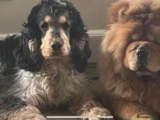 Cocker Spaniel dogs Blue roan and tan stud in Doncaster - Advert 1