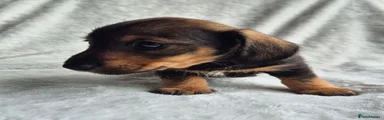 Miniature Dachshund 3