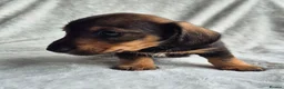 Miniature Dachshund dogs for sale: First generation Silky Wire Haired Mini Dachshund  - Advert 5
