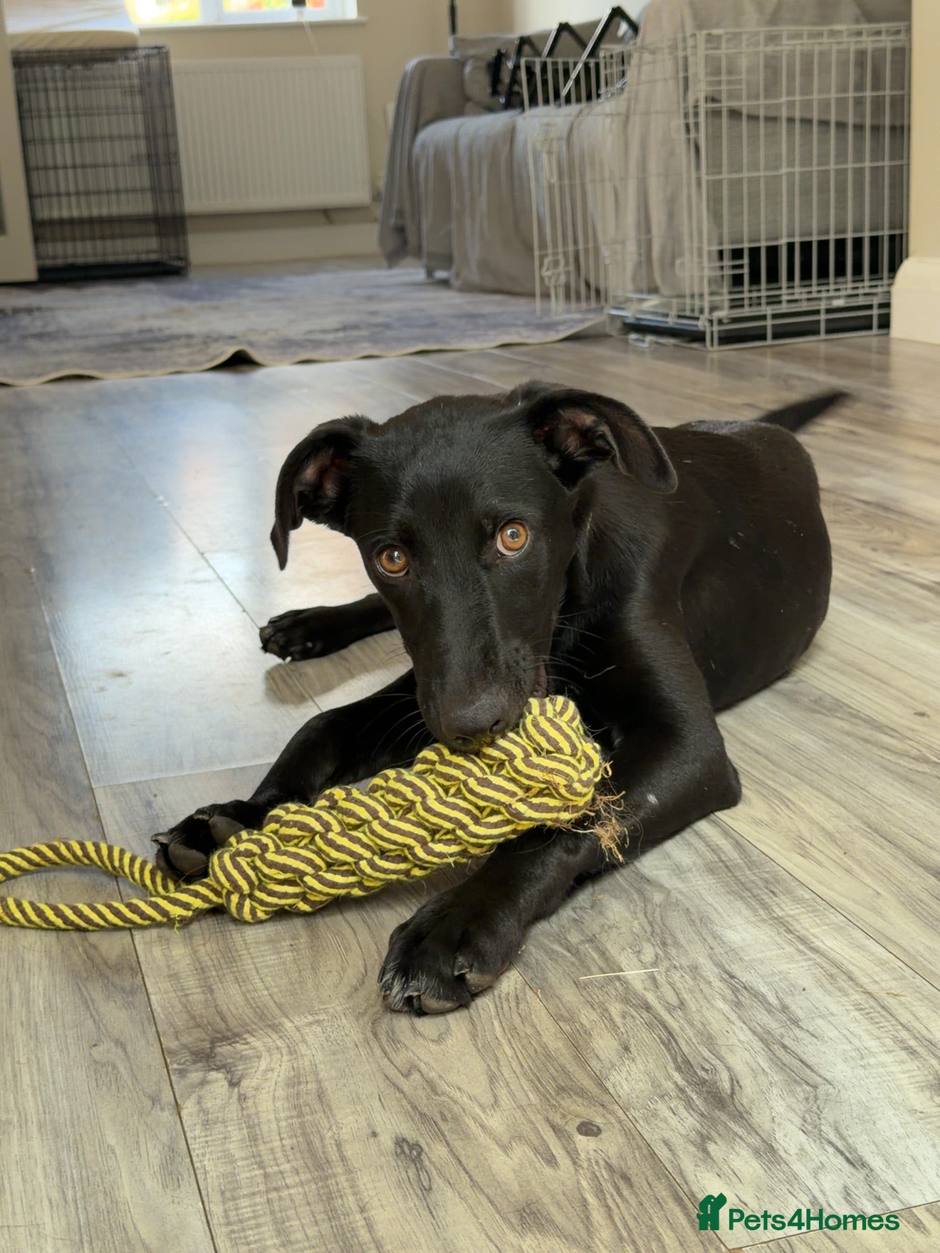 Mixed Breed dogs Gentle Paris is Ready for Love! 💗 - Advert 1