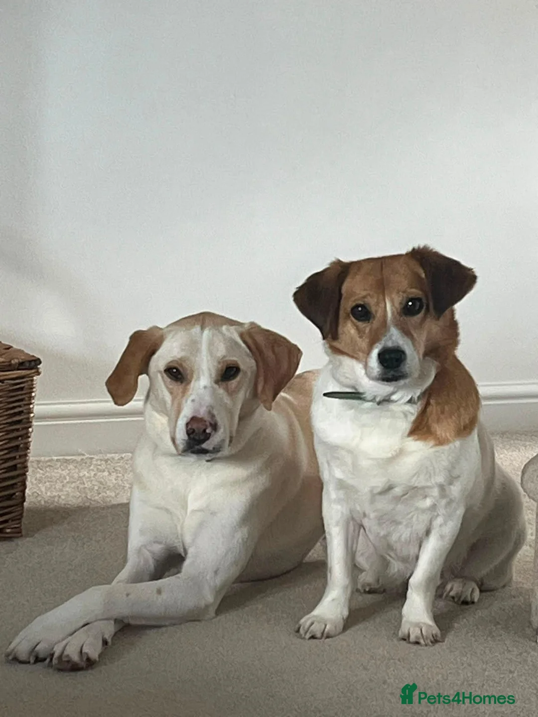 Mixed Breed dogs for adoption: 🧡🐾 LALA – A SENSITIVE GIRL FOR A LOVING HOME🐾🧡 in Nottingham - Advert 2