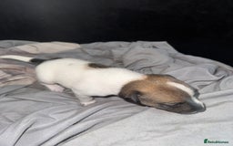 Jack Russell dogs for sale: Jack Russell puppies  - Image 9