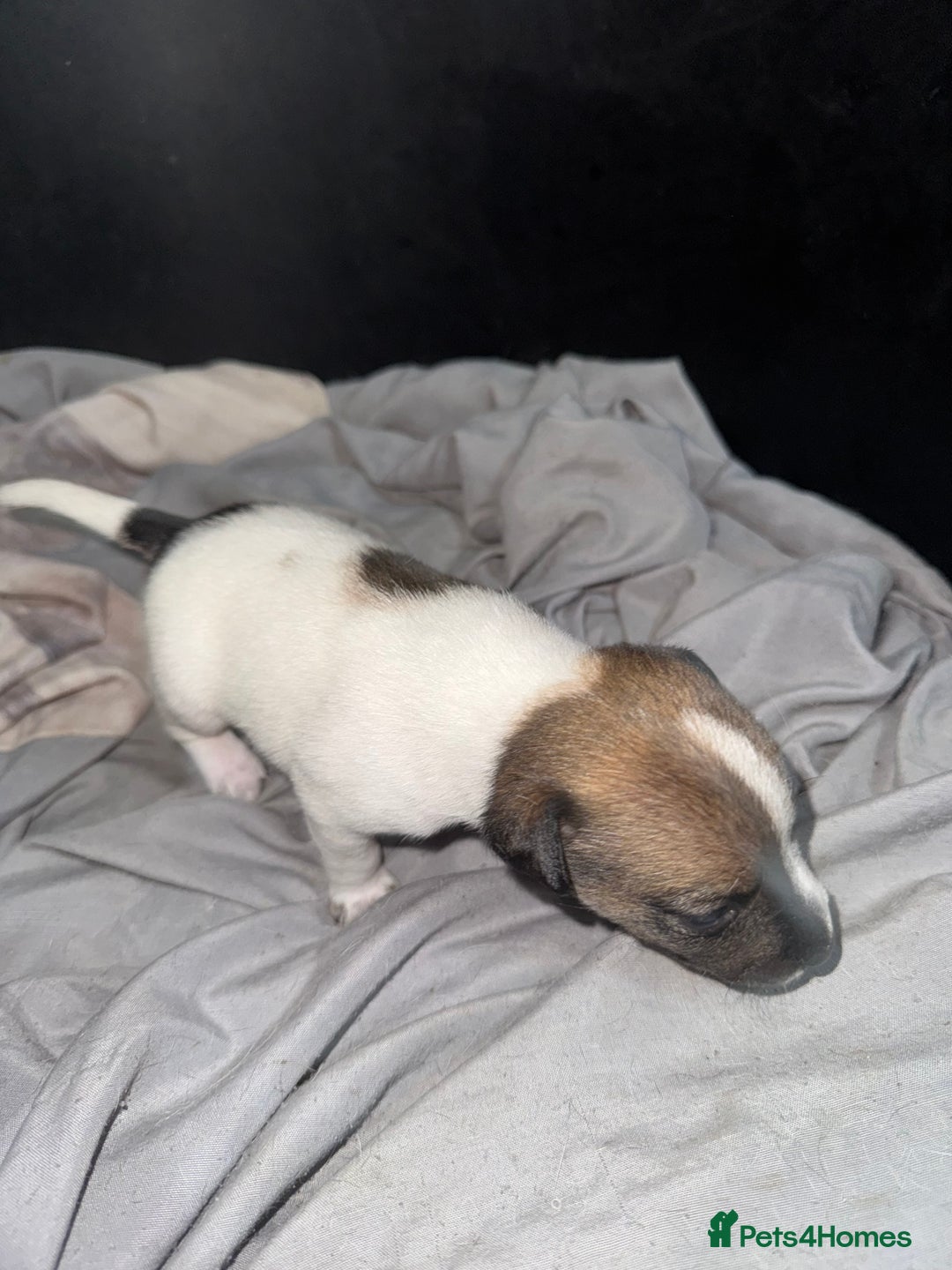 Jack Russell dogs for sale: Jack Russell puppies  - Image 9
