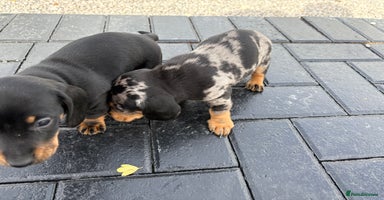 Dachshund dogs - Advert 7