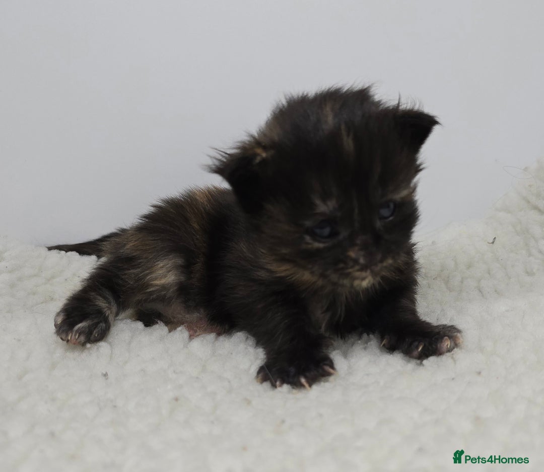 Maine Coon cats for sale: Maine Coon Kittens LARGE Blue/Black Tortie/Tabby - Advert 9