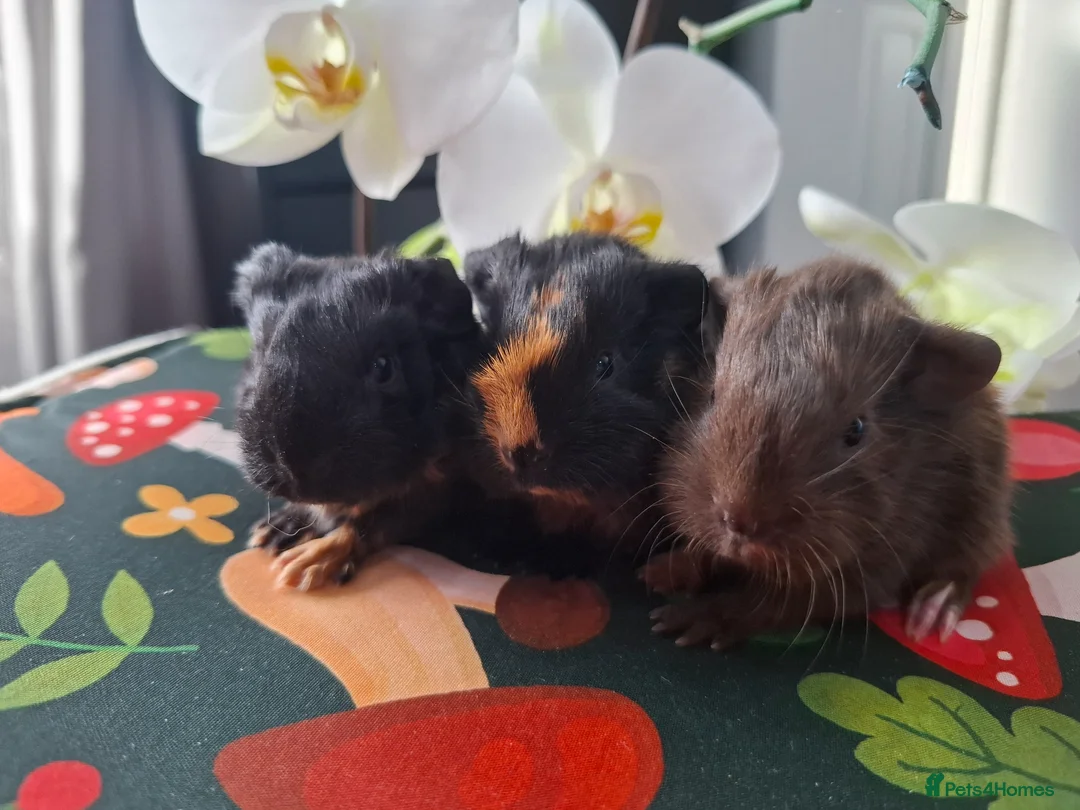 Guinea Pig rodents for sale: Marvelous males - Advert 1