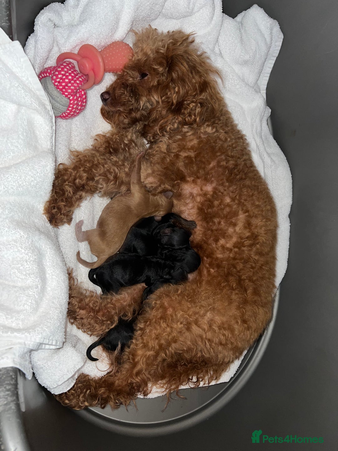 Mini Goldendoodle dogs for sale: A Bundle of Joy F1BB Mini Goldendoodle - Image 13