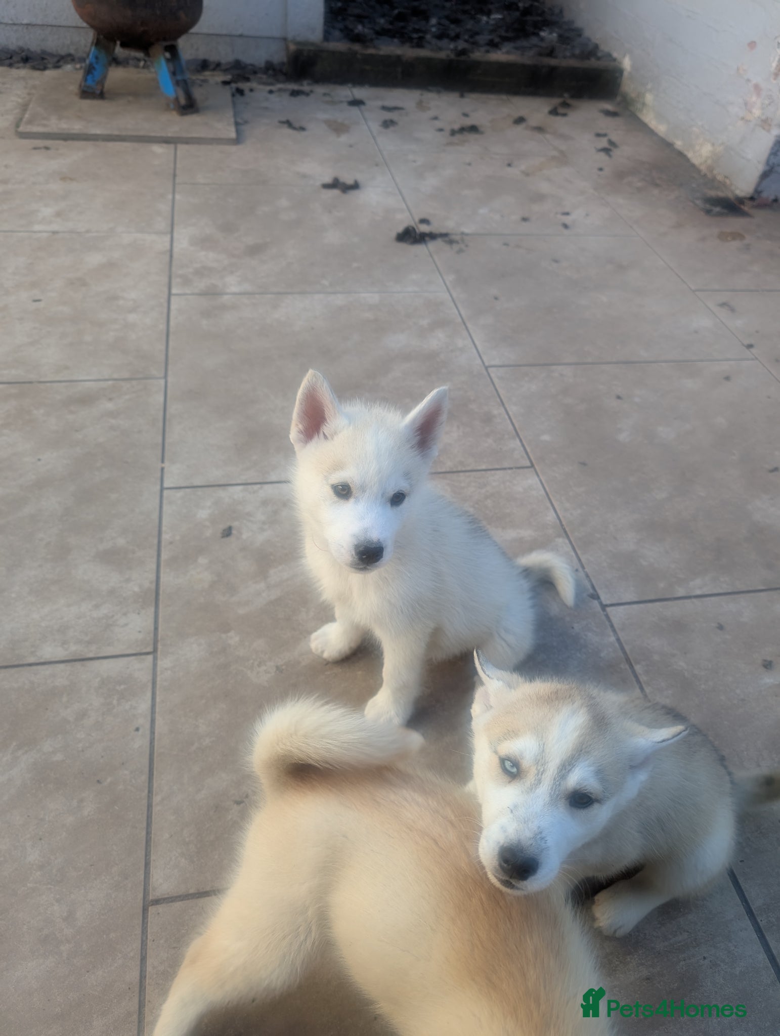 Siberian Husky dogs for sale: Siberian Husky puppies - Advert 2