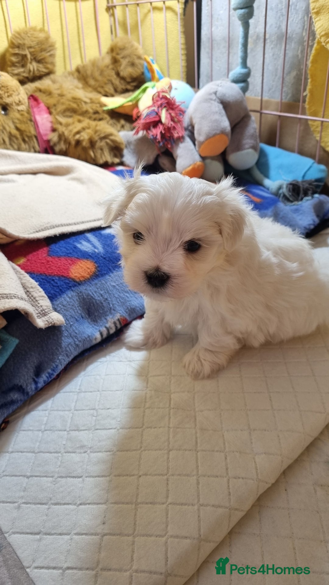 Maltese dogs for sale: Maltese pure breed 3xBoys ready on 14 December  - Advert 2