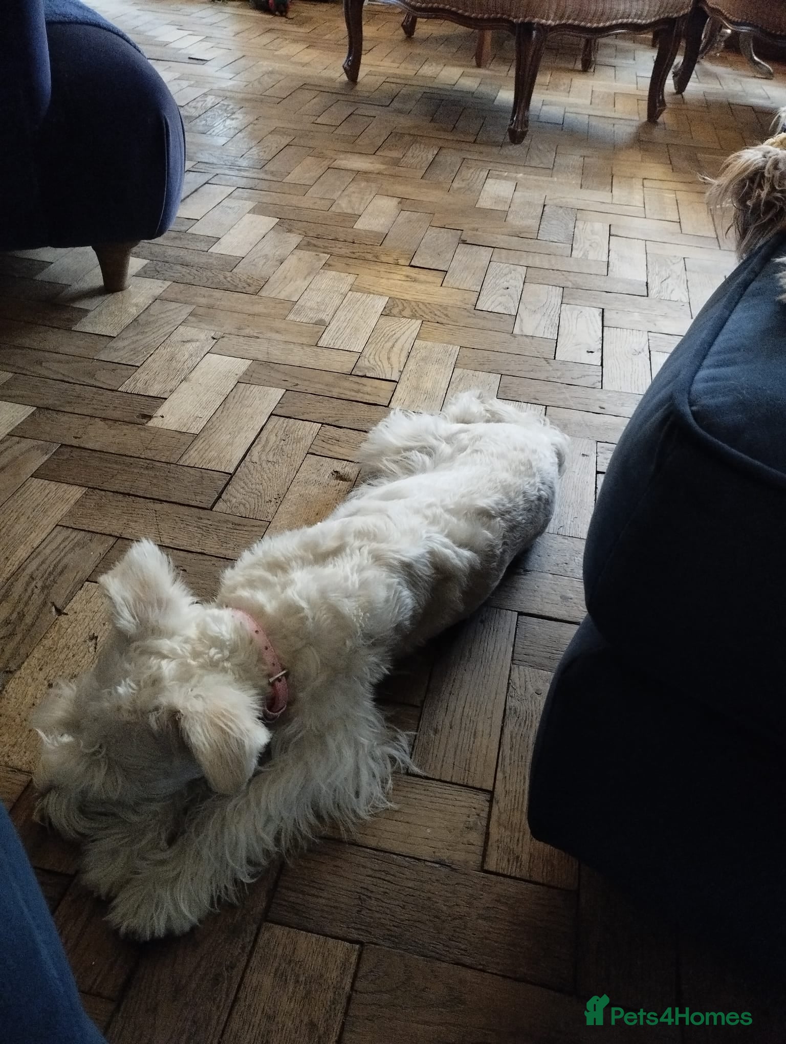 Schnoodle dogs for sale: Schnoodles 2x boy and 1x girl  in Bury Saint Edmunds - Advert 3