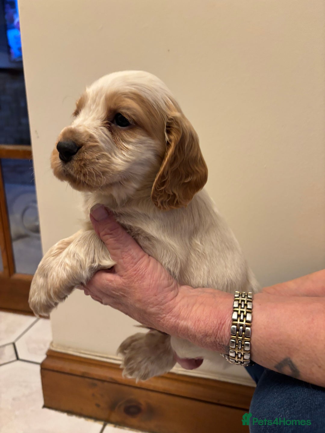 Cocker Spaniel dogs for sale: KC reg cocker spaniels  - Advert 23