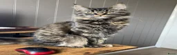 Maine Coon cats for sale: 2 Maine Coon Cats Seeking a Loving New Home - Advert 5