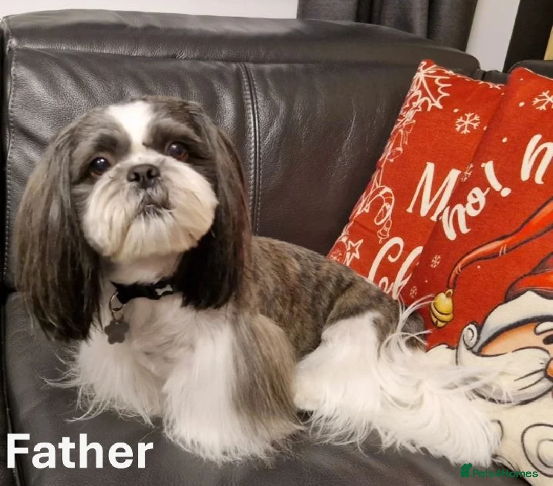 Shih Tzu dogs for sale: Pure Shih Tzu Puppies  - Advert 5