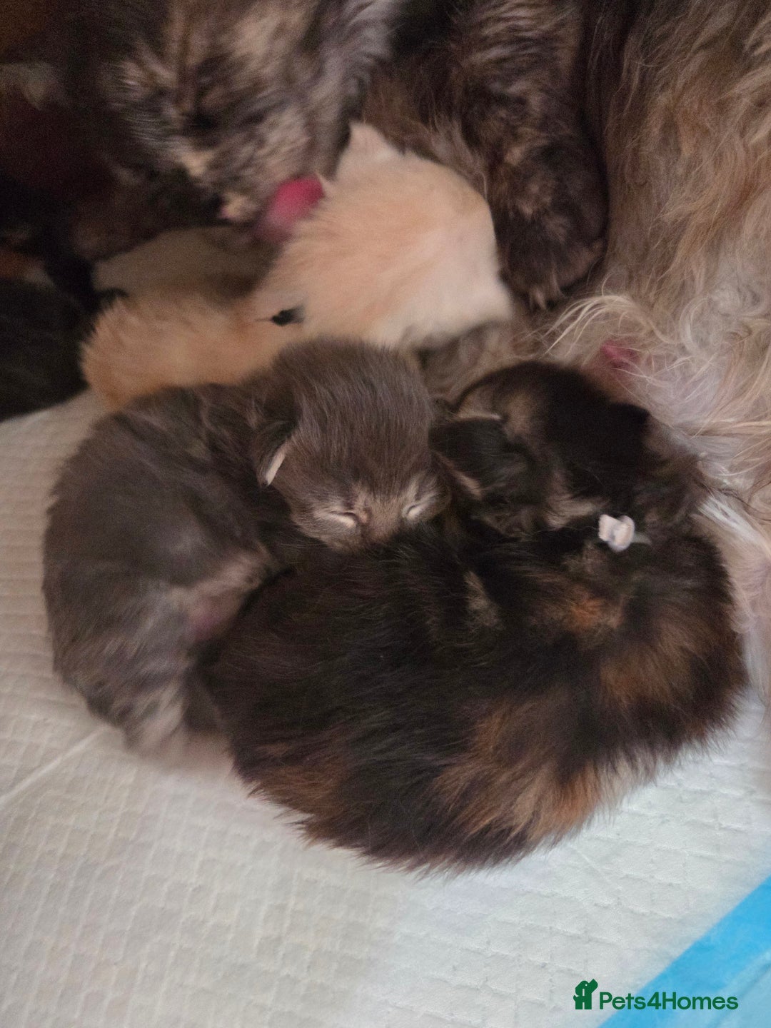 Maine Coon cats for sale: Stunning quality tica registered Mainecoon  - Image 21