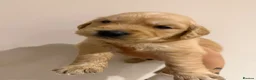 Golden Retriever dogs for sale: Beautiful golden babies - Advert 3