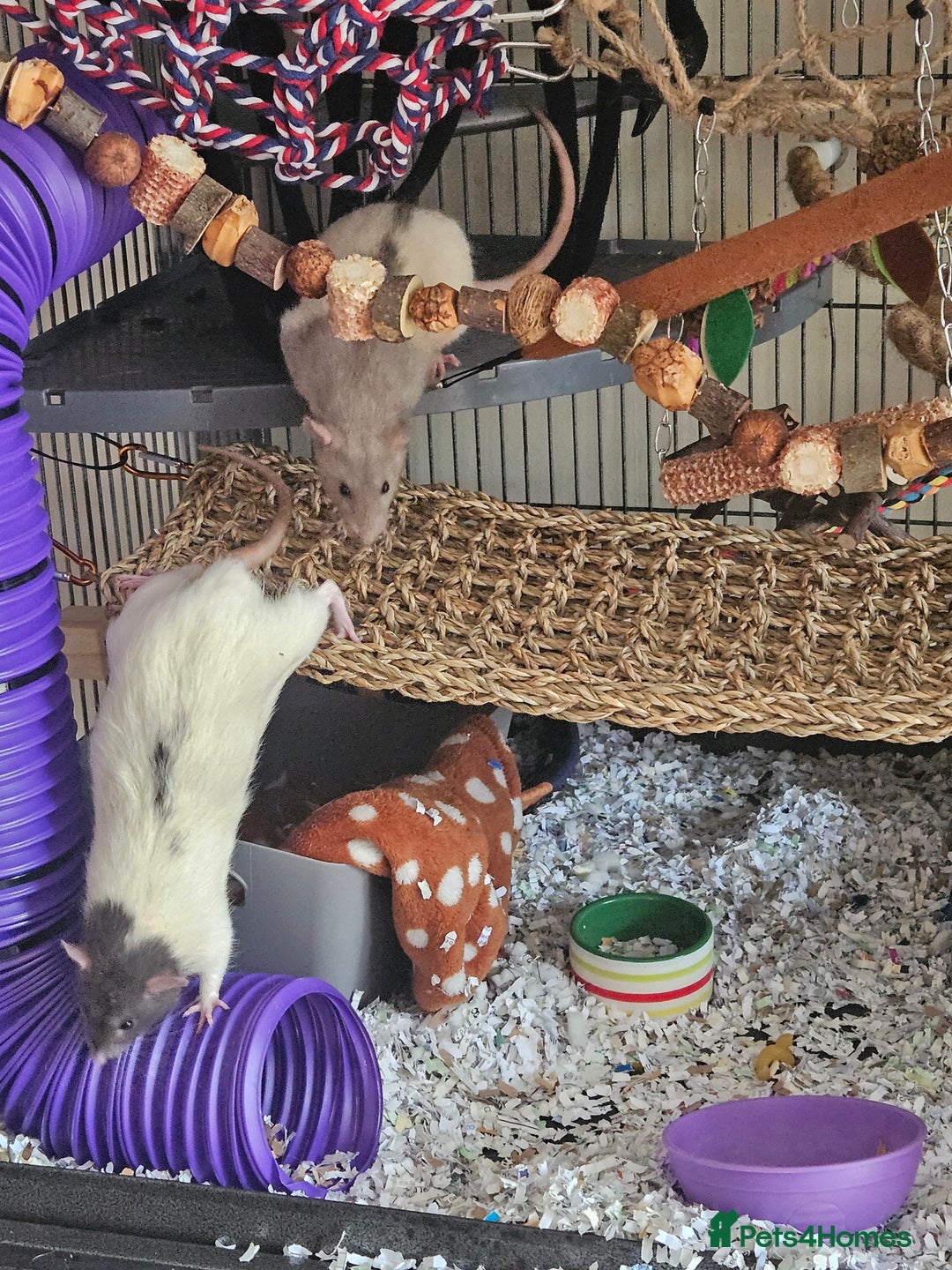 Rat rodents for sale: Rats  - Image 21