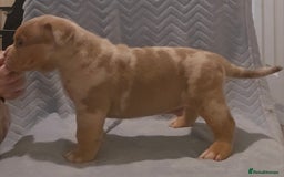 American Bully dogs for sale: 🏡Ready to leave 2 weeks 🔥🦍AMERICAN BULLIES🔥🦍 - Image 20